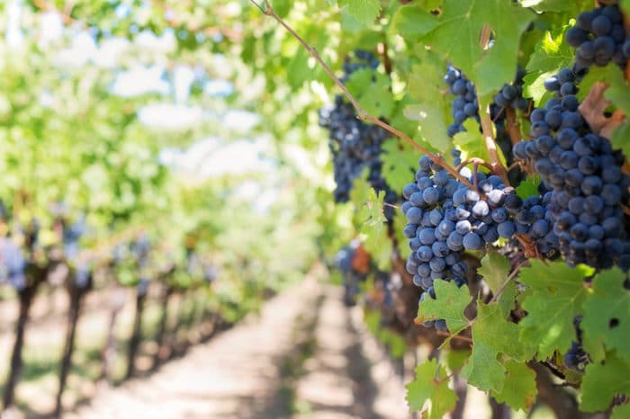 canva grapes on vineyard during daytime MADGx5vWe3w e1554929140398