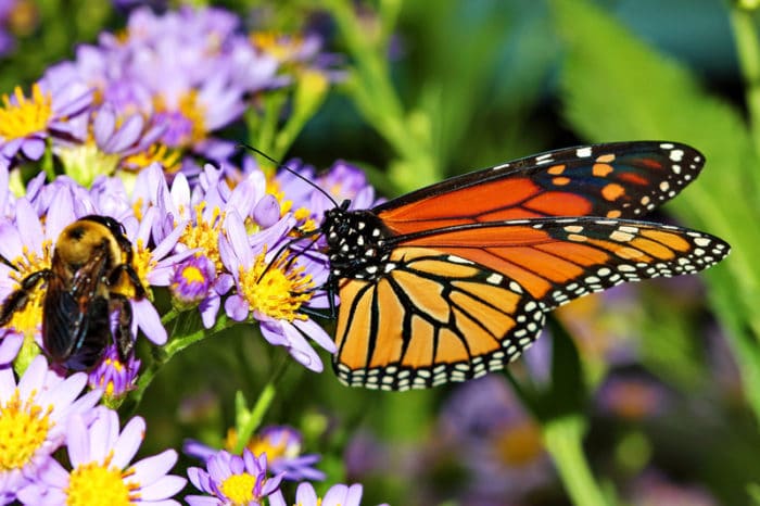 canva butterfly bee daisy insect flower monarch macro MAC4O3OqMAM e1553896913158