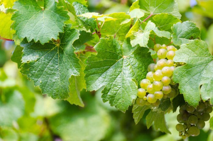 canva riesling white wine grape harvest wine vineyard MAC3YfWPRvE e1553915837101